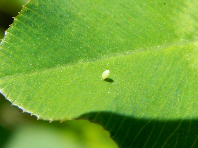 Colias crocea e uova